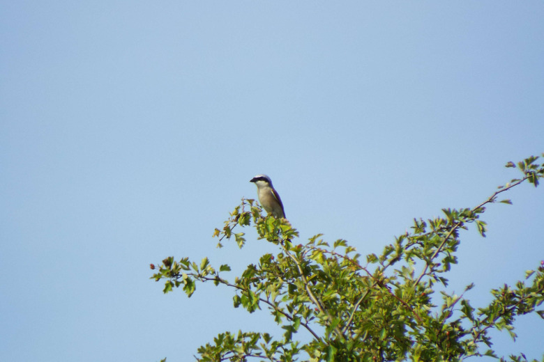 780x-greenwood-2017-07-10-dscf8610.jpg