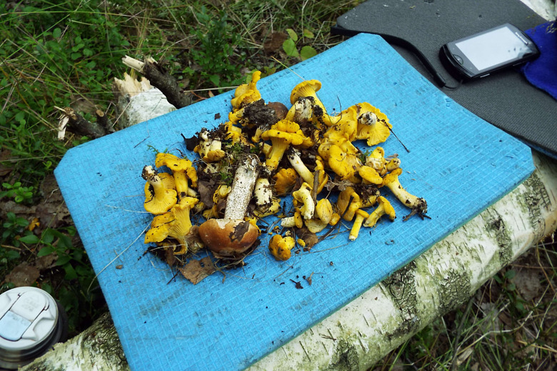 780x-greenwood-2017-07-11-dscf8653.jpg