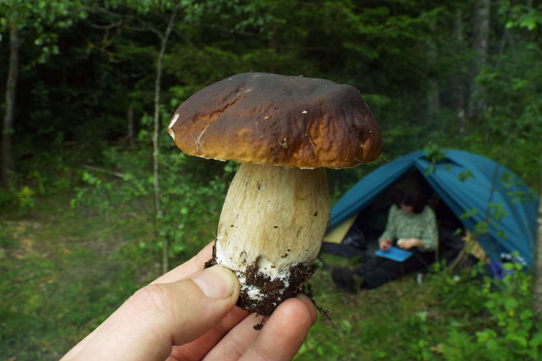 780x-greenwood-2017-07-11-dscf8659.jpg