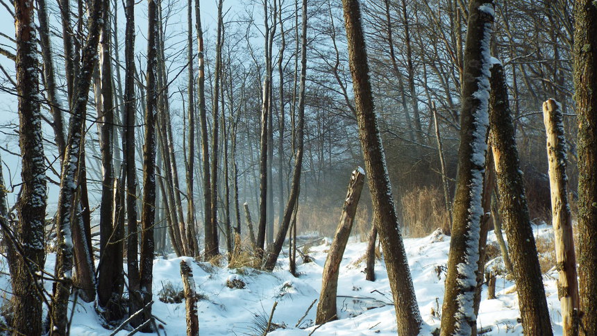 860x-greenwood-2018-01-22-dscf9932.jpg